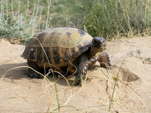 Черепаха среднеазиатская